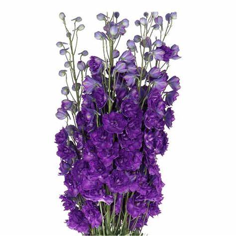 Delphinium, Dark Purple