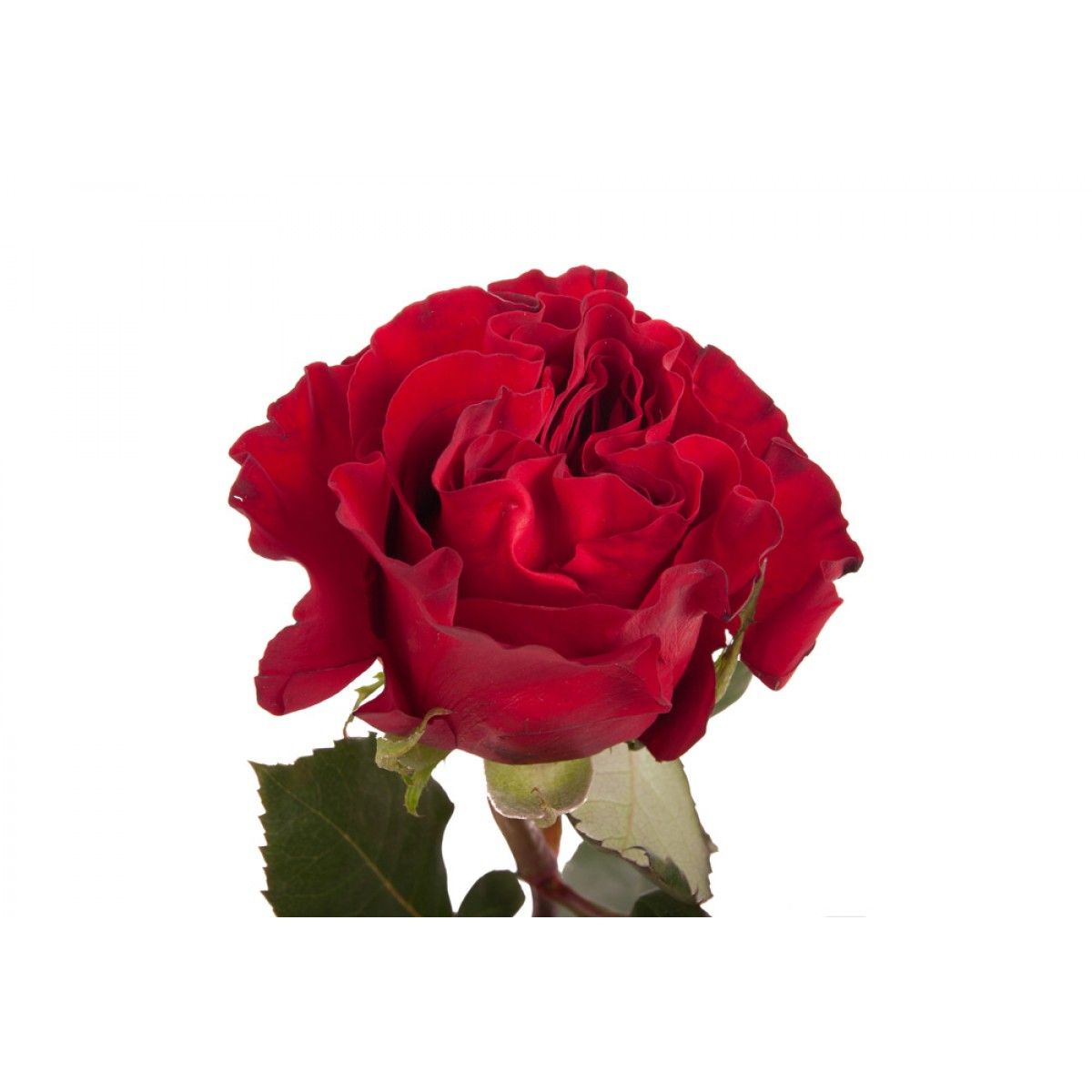 Roses, Deep Red Heart