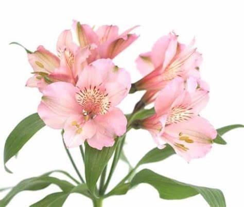 Alstroemeria, Light Pink