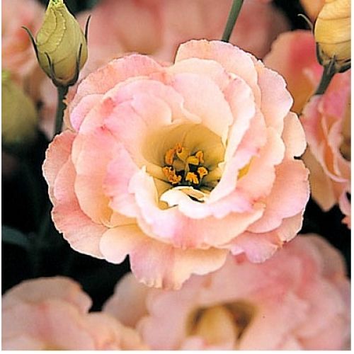 Lisianthus, Peachy Pink