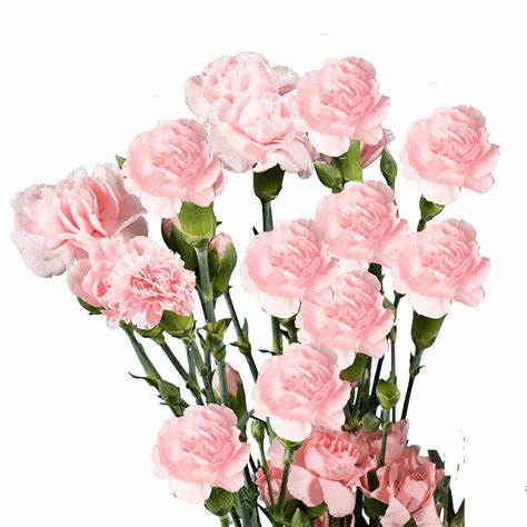 Carnations, Miniature, Pink