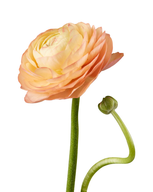 Ranunculus, Peach