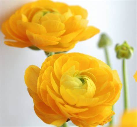 Ranunculus, Yellow