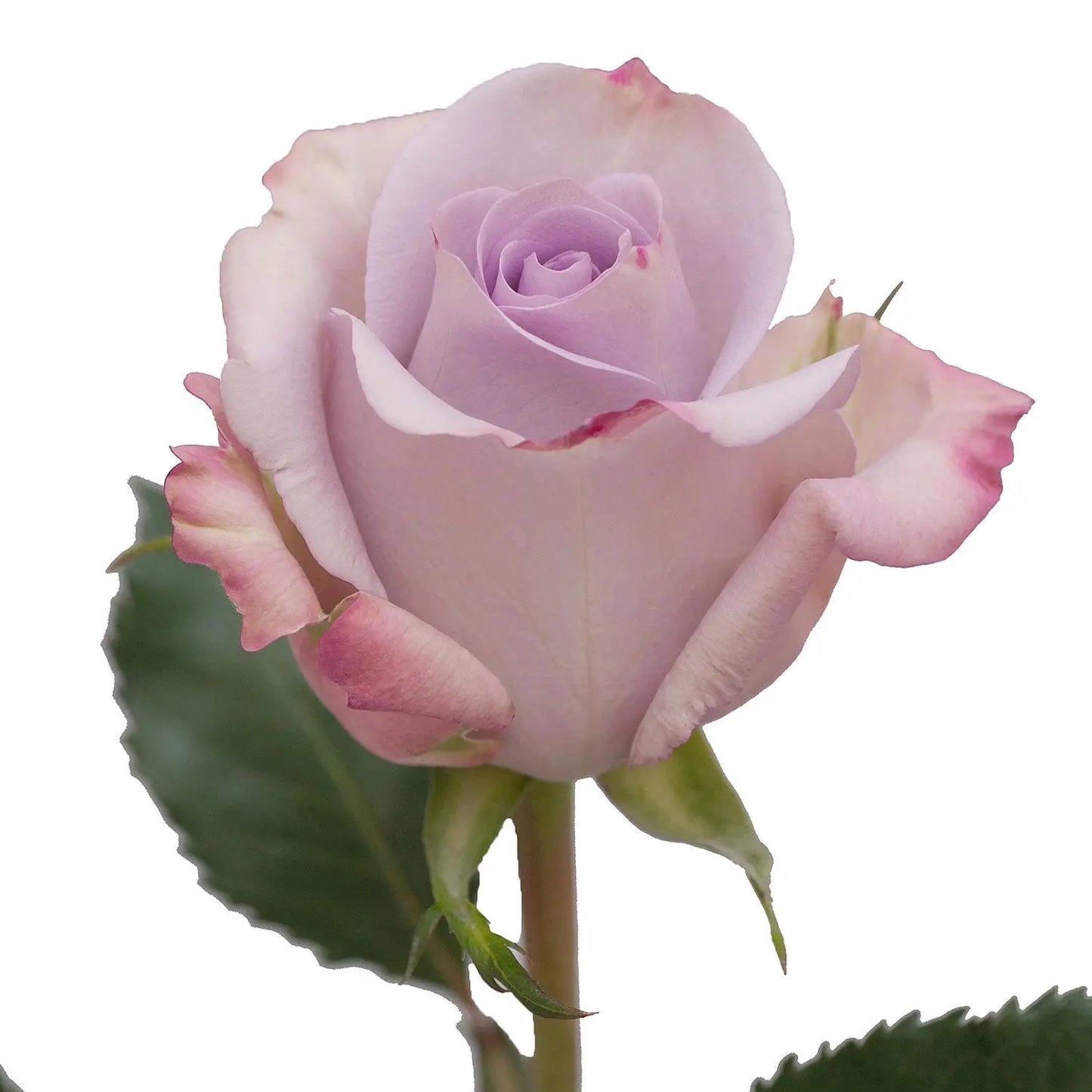 Roses, Ocean Song