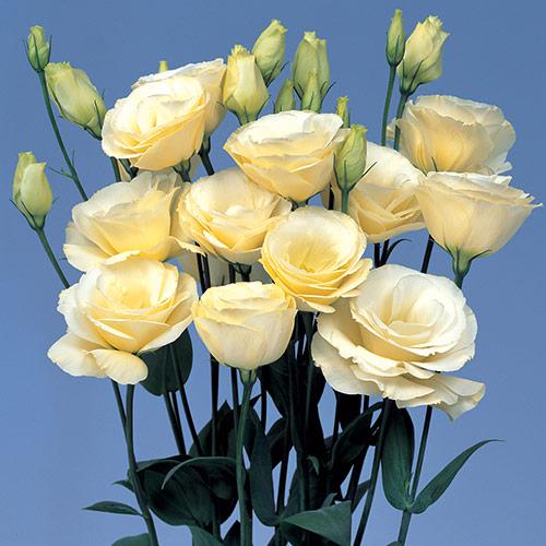Lisianthus, Yellow