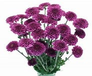 Button Poms, Purple