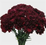 Carnations, Burgundy