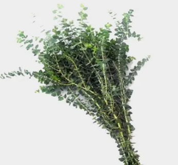 Eucalyptus, Baby Blue