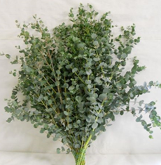 Eucalyptus, Gunni
