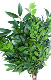 Nagi Greenery