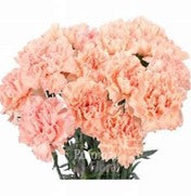 Carnations, Peach