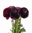 Ranunculus, Dark Plum