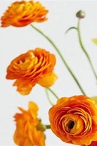 Ranunculus, Orange