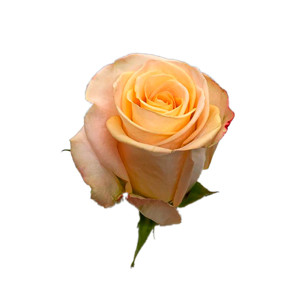 Roses, Tiffany, Peach