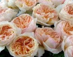 Roses, Garden, Juliet