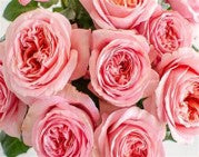 Roses, Garden Pink Expressions
