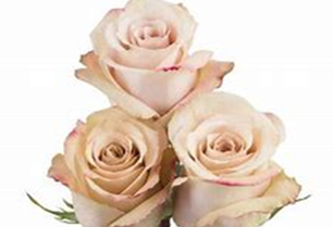 Roses, Beige Quicksand