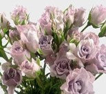 Rose, Spray, Lavender