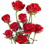 Rose, Spray, Red