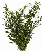 Ruscus, Italian