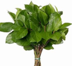 Salal Tips