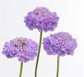 Scabiosa, Lavender