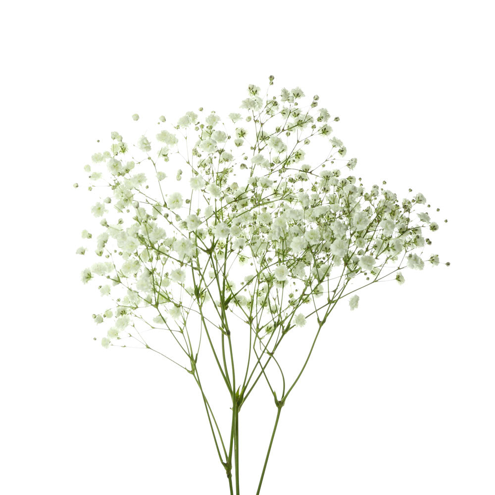 Baby's Breath, White, Natural