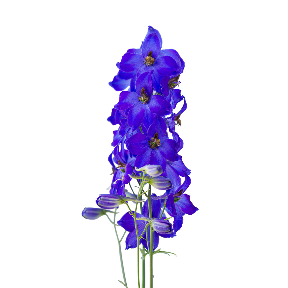 Delphinium, Dark Blue