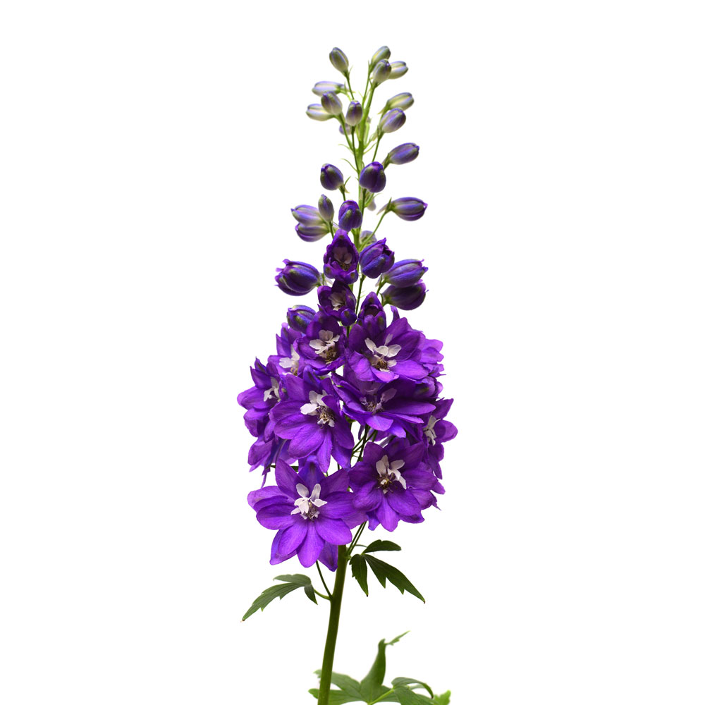 Delphinium, Dark Purple