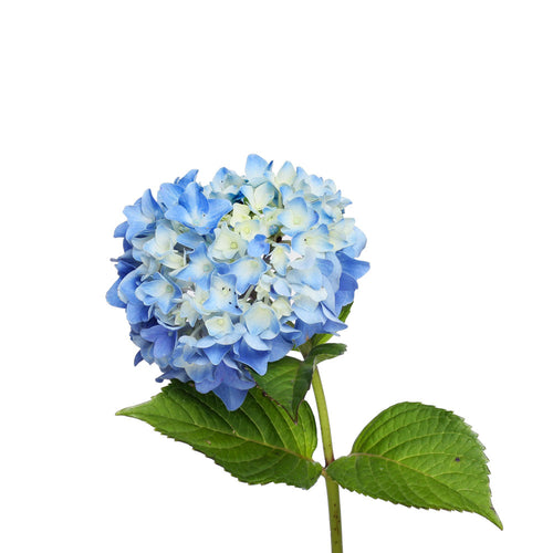 Hydrangea, Blue