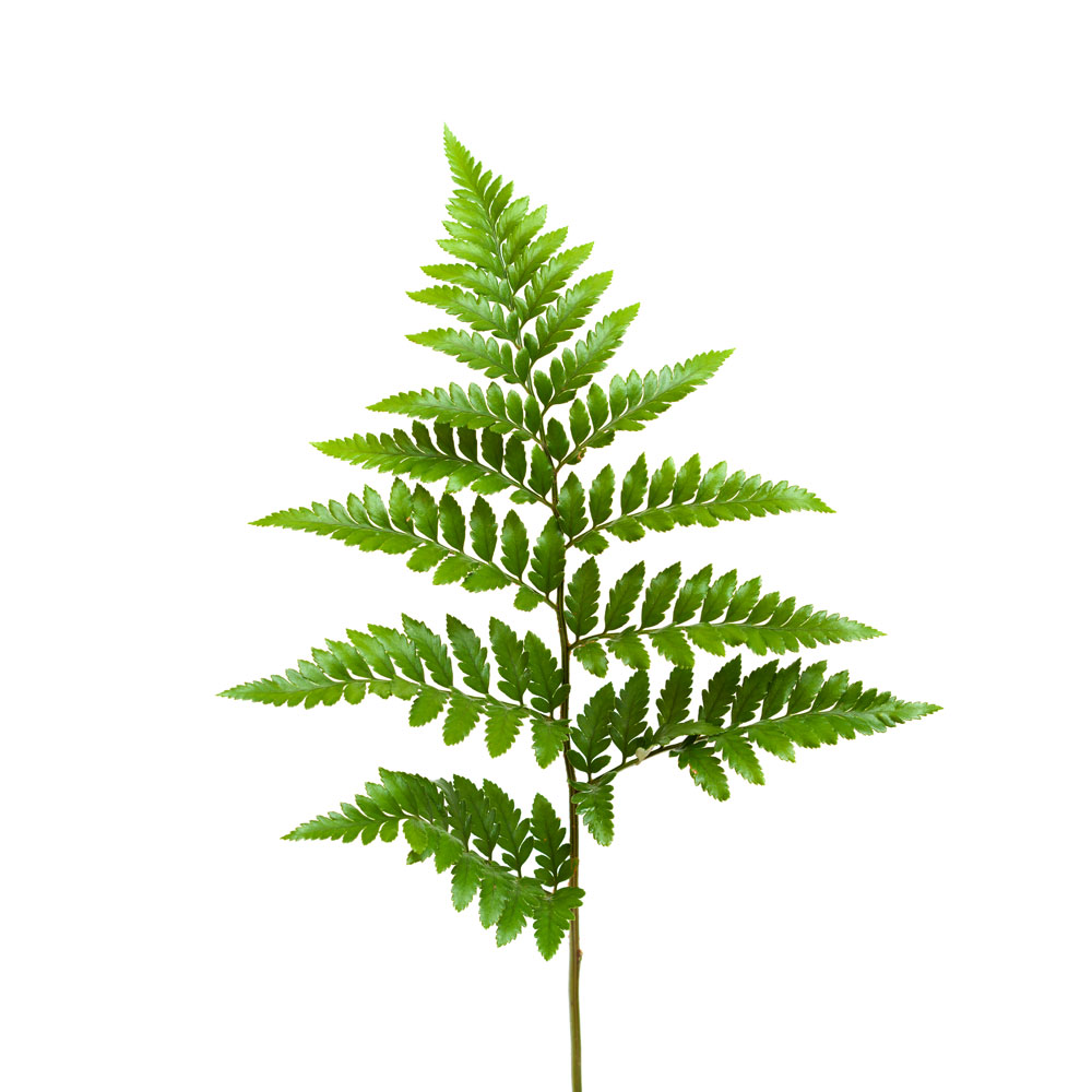 Leather Leaf, Fern