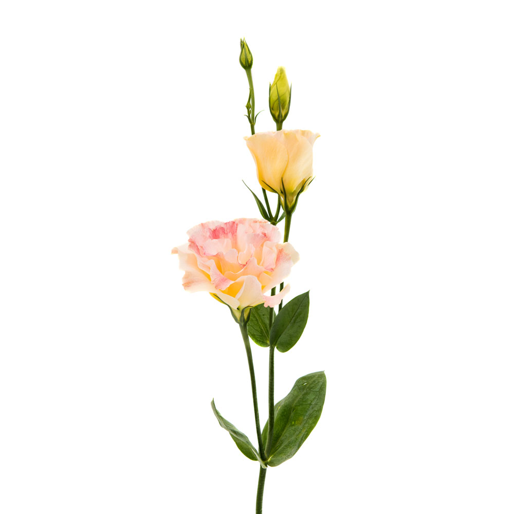 Lisianthus, Peachy Pink