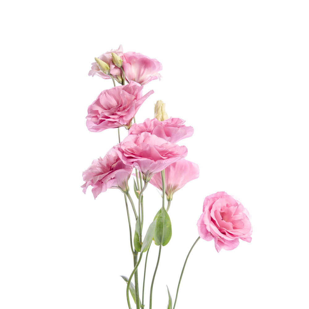 Lisianthus, Pink