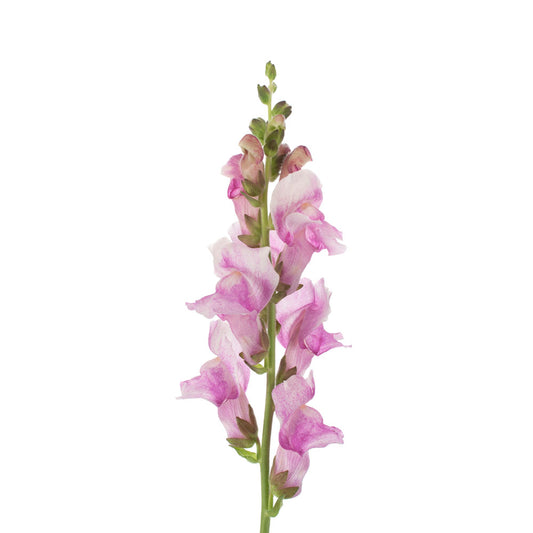 Snapdragon, Mauve Lavender