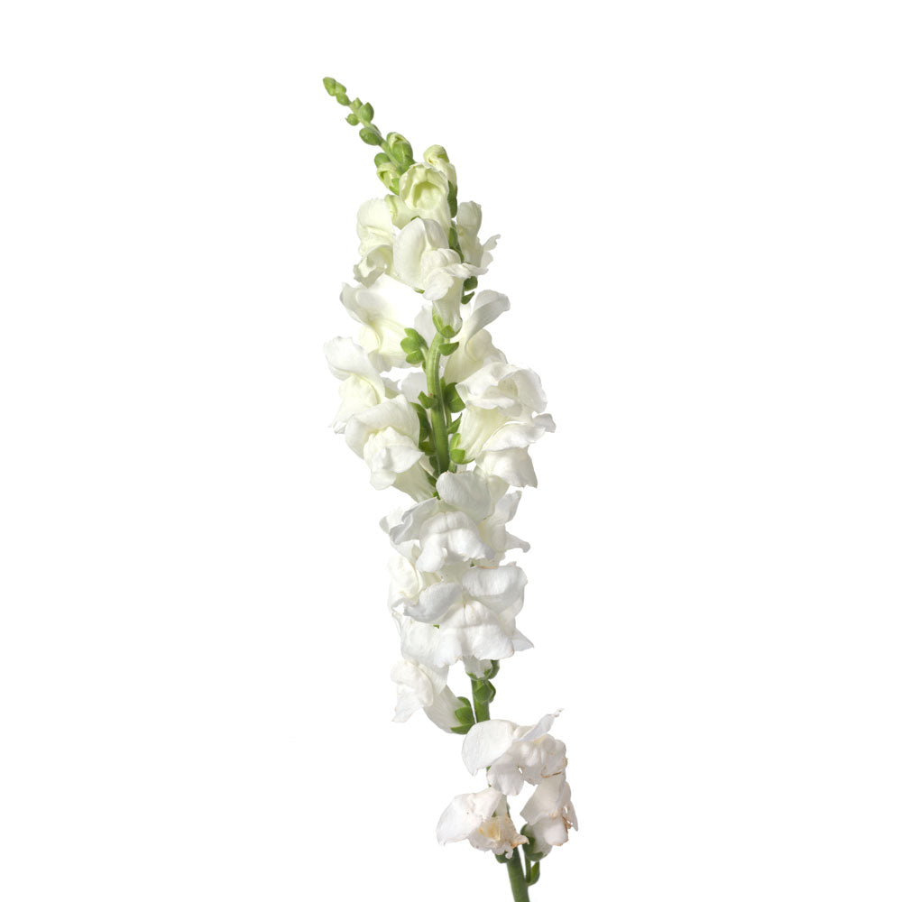 Snapdragon, White