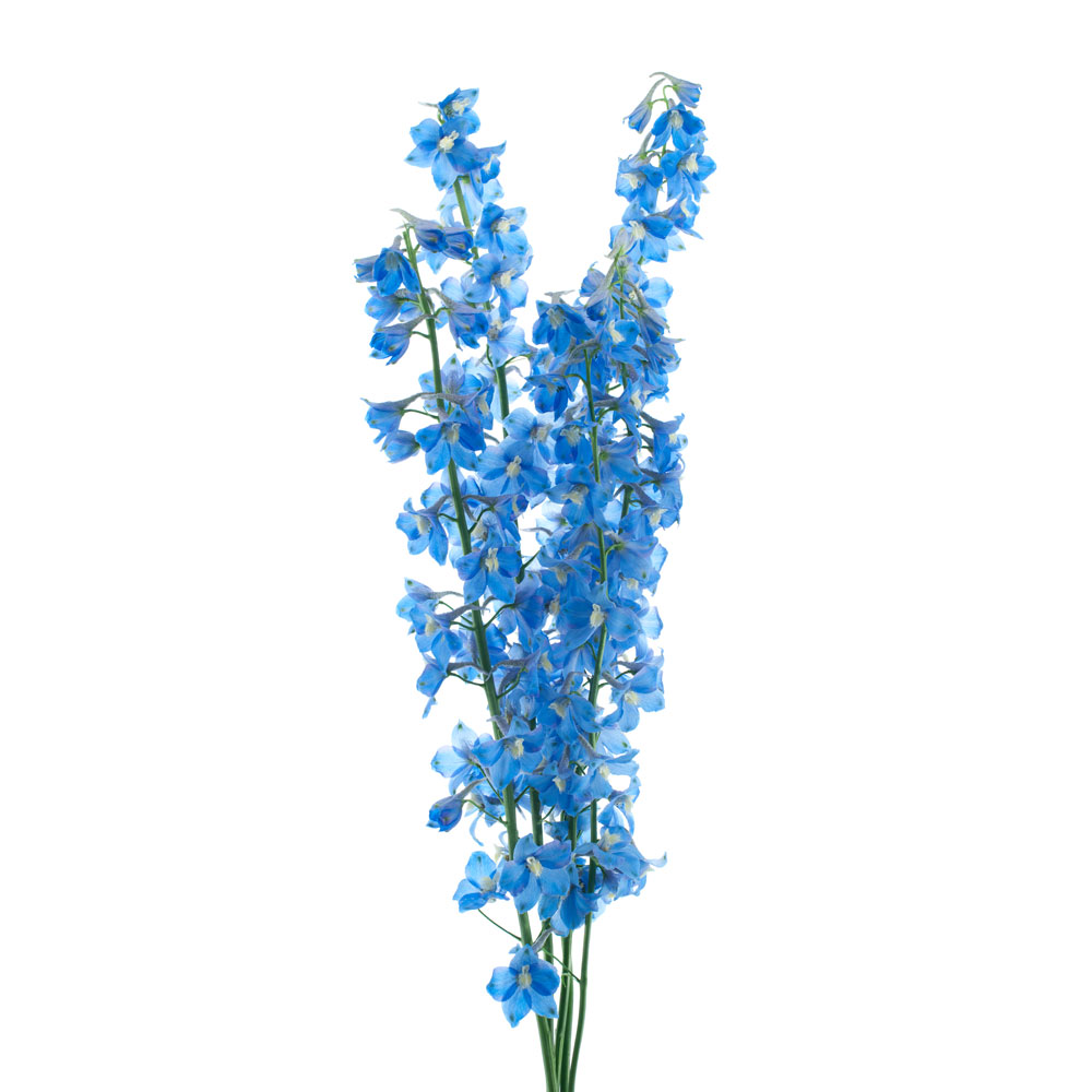Delphinium, Light Blue