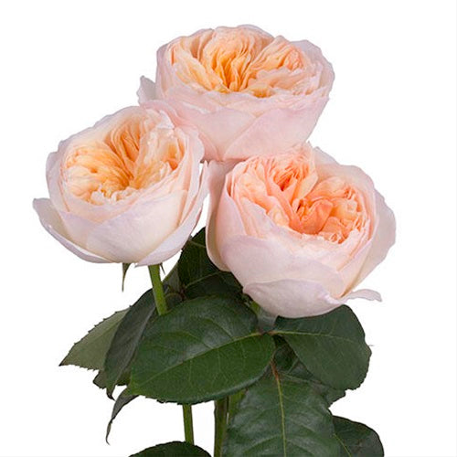 Roses, Garden, Juliet
