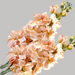 Stock, Peach