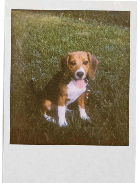 Meet Daisy.  The sweet Beagle behind the name Daisy DIY Flowers.