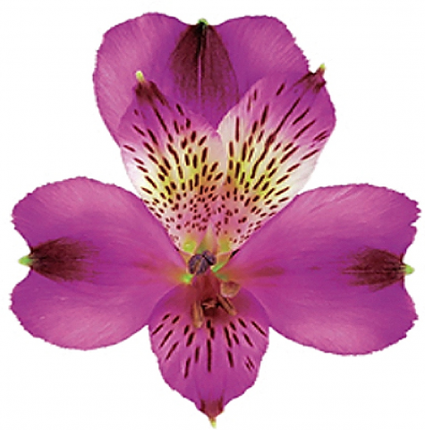 Alstroemeria, Purple