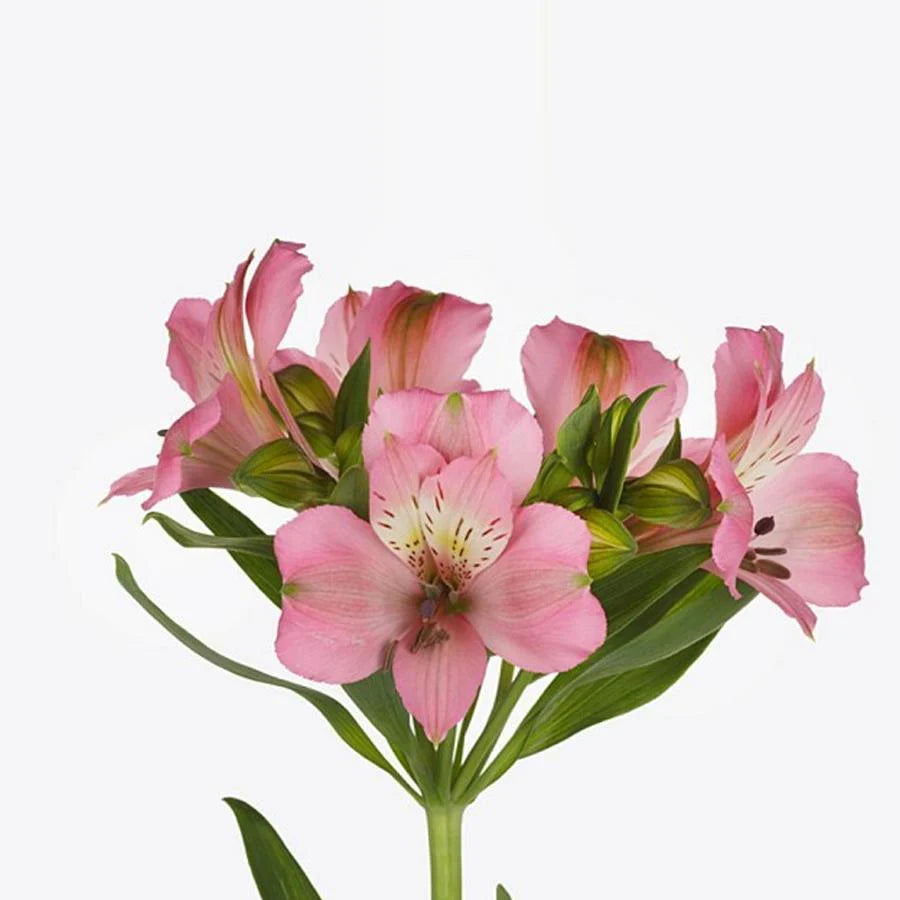 Alstroemeria, Light Pink