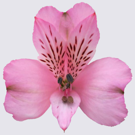 Alstroemeria, Pink