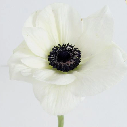 Anemone, White