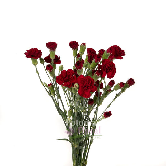 Carnations, Miniature, Burgundy