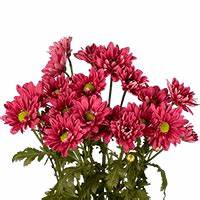 Chrysanthemum, Burgundy, Daisy