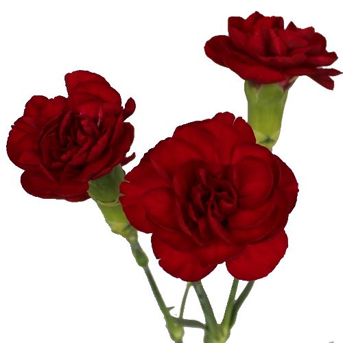 Carnations, Miniature, Burgundy