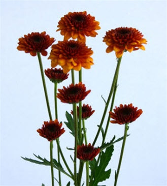 Rust Button Mums Button Poms, Rust – DaisyDIYFlowers