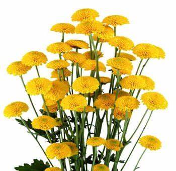 Button Poms, Yellow