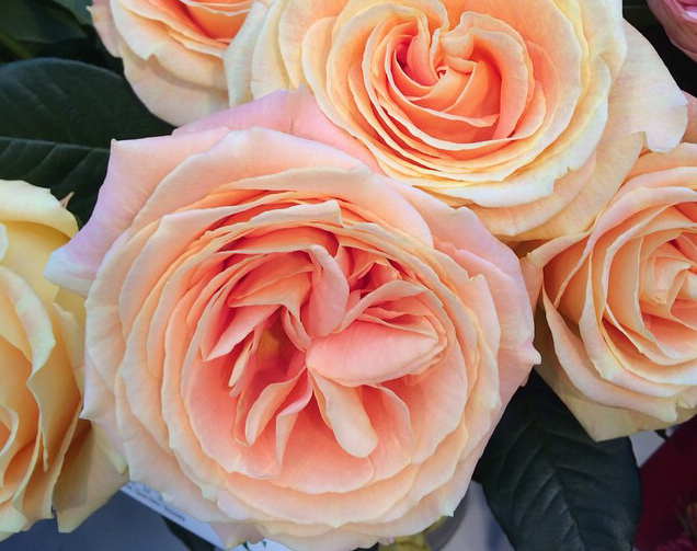 Roses, Campanella, Peach