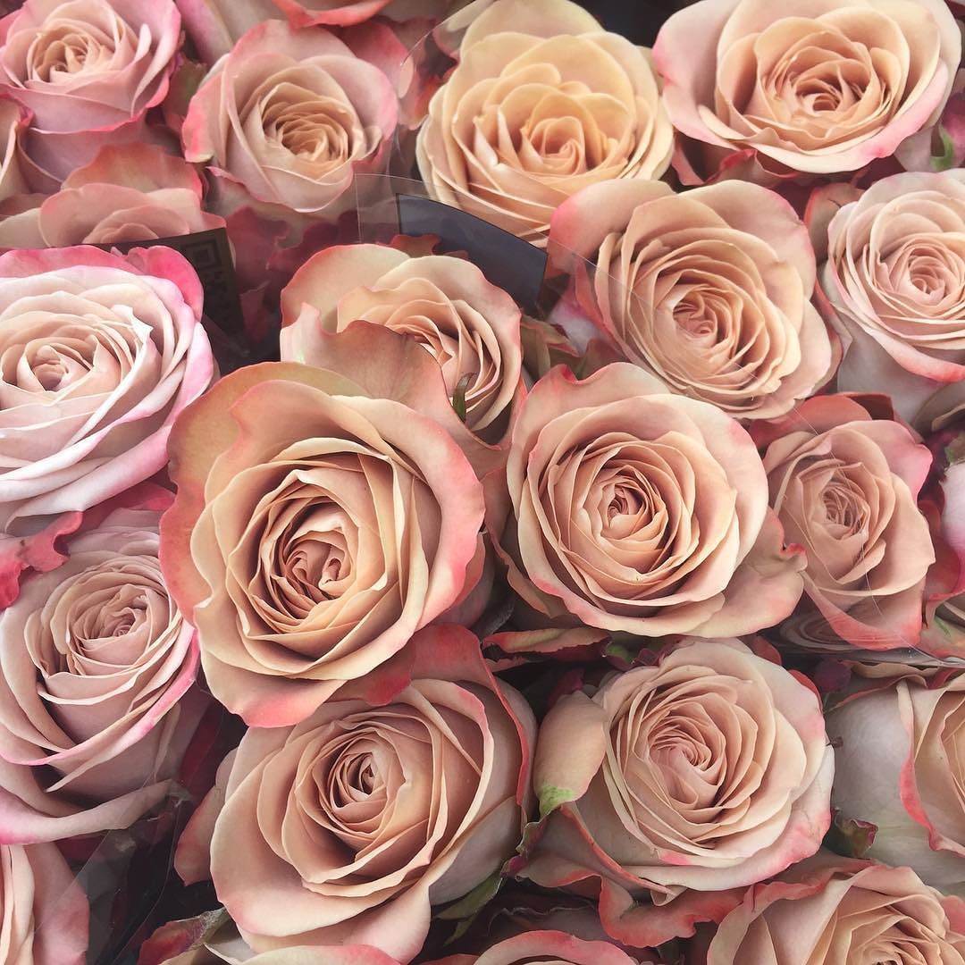 Roses, Cappuccino